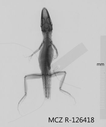 Media type: image;   Herpetology R-126148 Aspect: dorsoventral x-ray